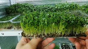 ?????ВЫРАЩИВАНИЕ МИКРОЗЕЛЕНИ БРОККОЛИ. МИКРОГРИН КАПУСТЫ БРОККОЛИ