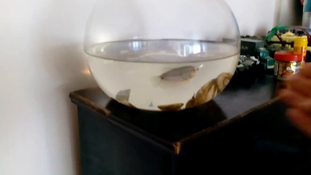 Дрессированная рыбка смотреть онлайн