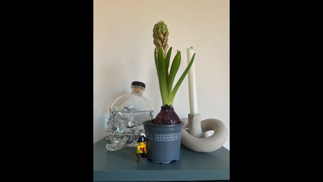 Hyacinthus смотреть онлайн