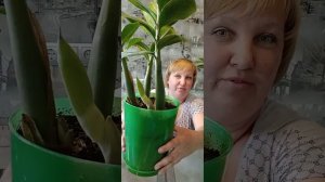 ЗАМИОКУЛЬКАС🌿РЕЗУЛЬТАТЫ ПОДКОРМКИ