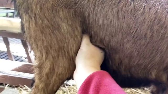 Дойка первокотки// Антибрык для коз// Коза не даёт доить и не стоит на доильном столе - смотреть видео онлайн от «Стройка Дизайн» в хорошем качестве, опубликованное 13 августа 2023 года в 9:24:16.