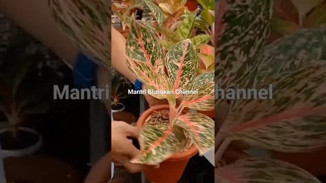 pretty woman| aglaonema koleksian| harga aglonema