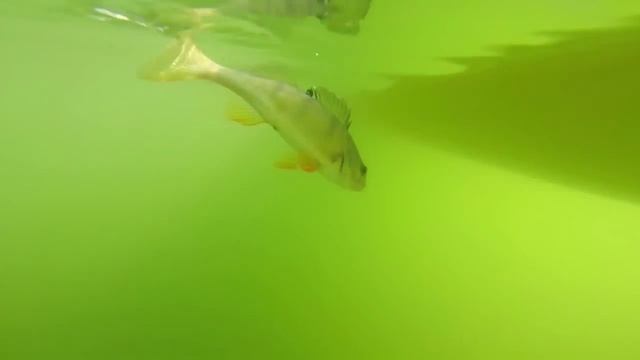 Fishing with DUO #49: Perch Afternoon with Darko Pesic part 1 смотреть онлайн