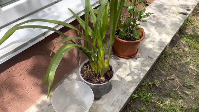 Цимбидиумы в саду . смотреть онлайн