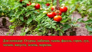 Севооборот на огороде. Что после чего можно сажать на огороде