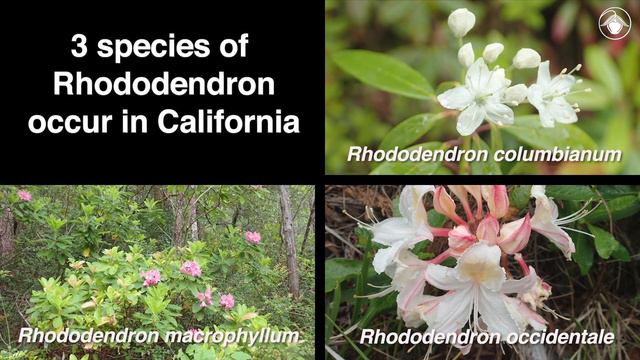 Rhododendron (Western labrador tea, California rhododendron, and California azalea) смотреть онлайн
