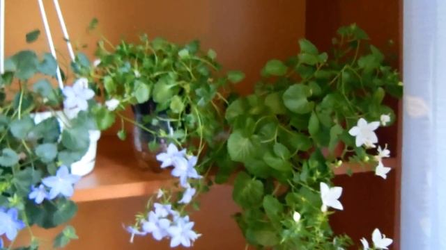 #Комнатных цветов много не бывает, бывает мало места! гранат. кампанула, дипладения смотреть онлайн