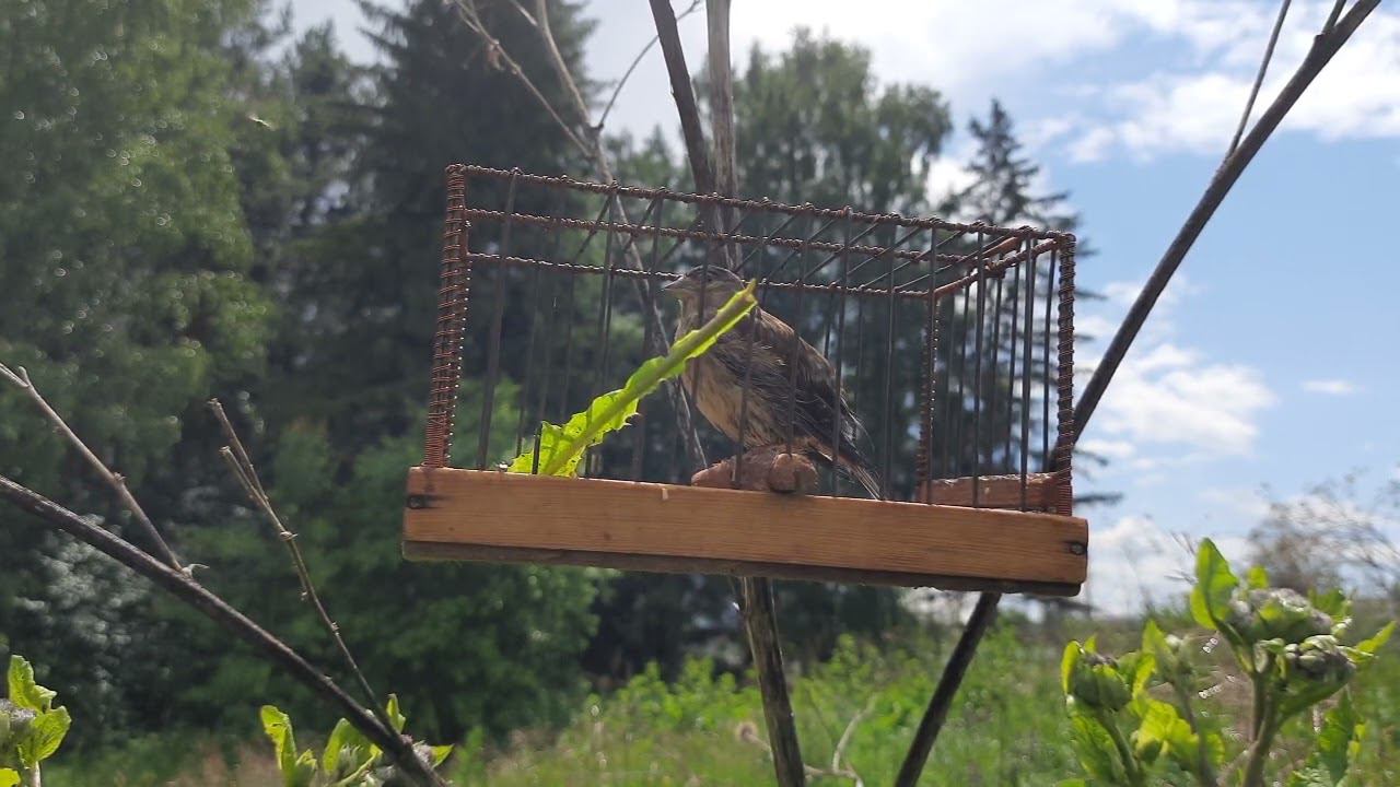 Реполов смотреть онлайн