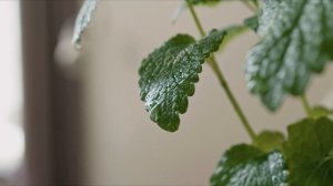 МЯТА ВО ВРЕМЯ БЕРЕМЕННОСТИ | Можно ли употреблять мяту при беременности и как это правильно делать