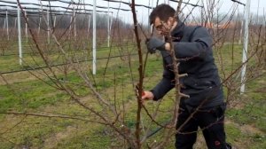 Обрезка абрикоса (формировка Чаша, Ваза). Венгрия