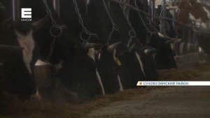 Под Красноярском закрывают крупное фермерское хозяйство: более 100 человек могут остаться без работ