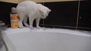 Кошка отключила утятам воду