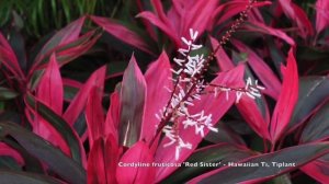 Cordyline fruticosa 'Red Sister' - Hawaiian Ti, Good Luck Tree