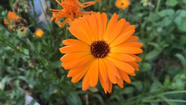 Моя теплица в конце октября / ни одной обработки и никакой фитофторы смотреть онлайн