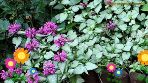 Яснотка крапчатая Бекон Сильвер. Краткий обзор, описание lamium maculatum Beacon Silver