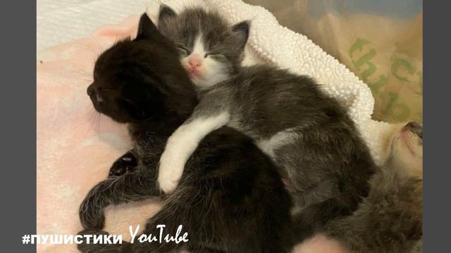 Малыши оказались тощими, слабенькими и пугливыми, они согревали друг друга, и отчаянно искали маму смотреть онлайн