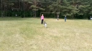 Хлоя Хранительница обучение защите#ВЕО #собака #защита #ВЕОзащита #защитавео