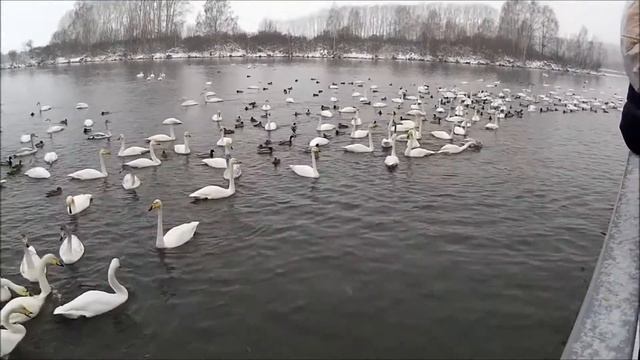 VLOG о путешествие. Лебединое озеро))) смотреть онлайн