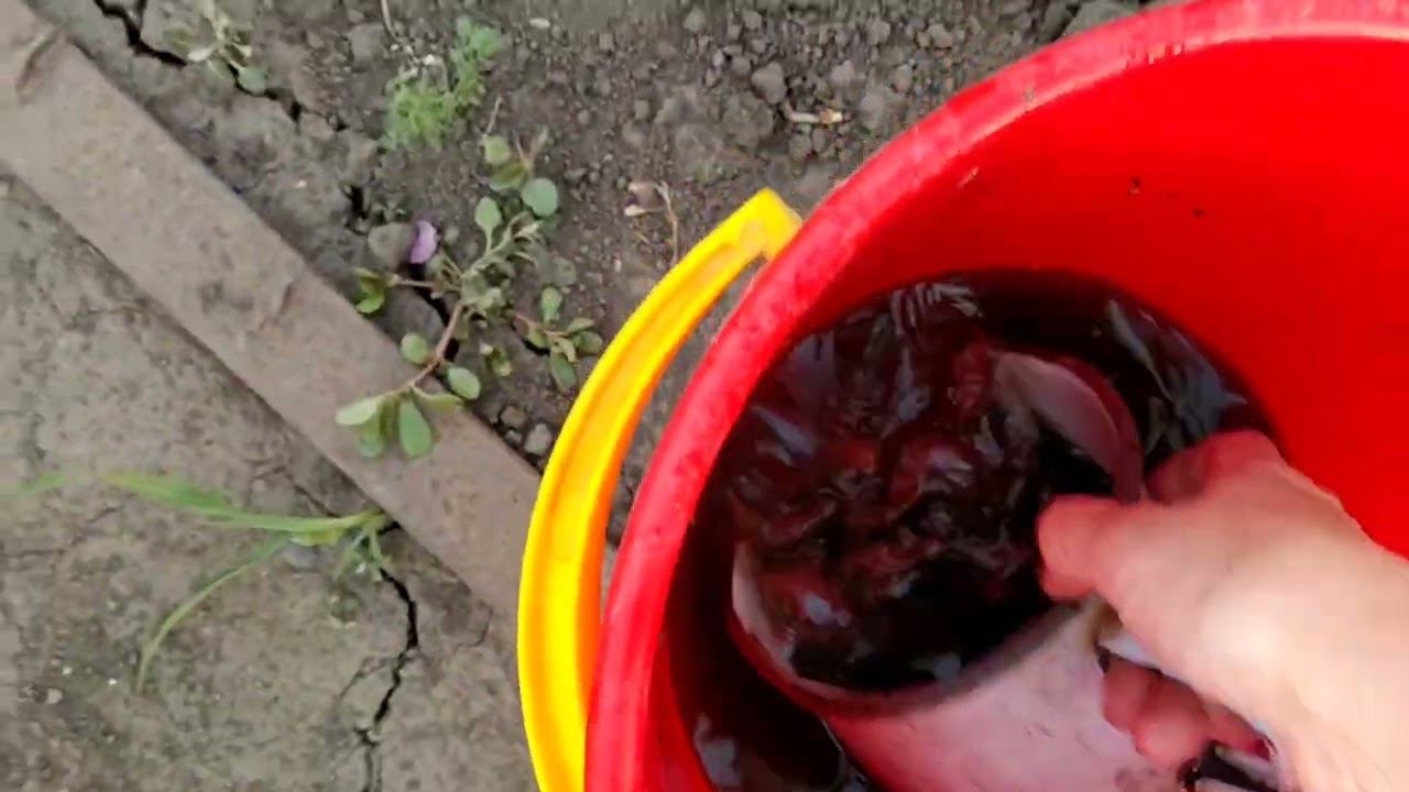 Подкормка огурчиков. Удобрение и подкормка Гортензии.