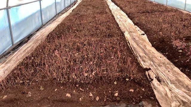 Хранение укоренённых черенков голубики зимой