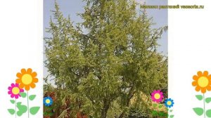 Лиственница кемпфера Диана. Краткий обзор, описание характеристик larix kaempferi Diana