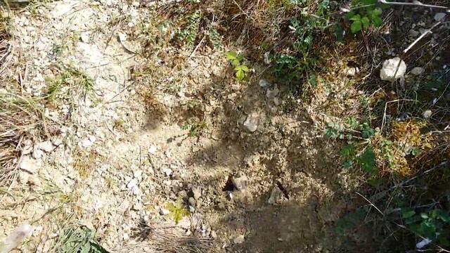 Дуб(Черешчатый)лёгкий вандализм!АР Крым г.Севастополь 2021г. смотреть онлайн