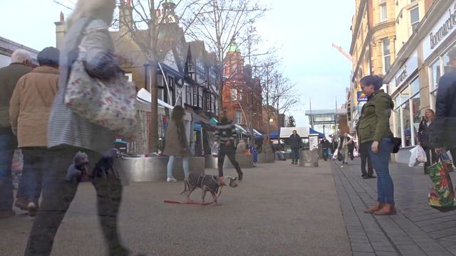 Teddy - Weimaraner Puppy - 3 Week Stay смотреть онлайн