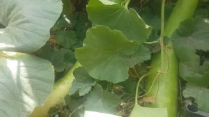 Поленовидная лагенария