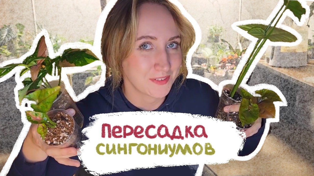 Пересадка СИНГОНИУМОВ | Ред спот триколор, конфетти и другие смотреть онлайн