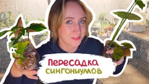 Пересадка СИНГОНИУМОВ | Ред спот триколор, конфетти и другие