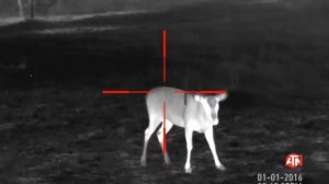 Четкое изображение в тепловизоре ATN MARS HD 640 2.5-25x