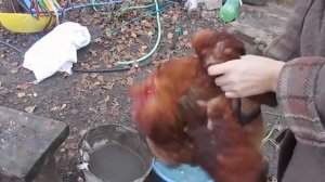 Как быстро ощипать петуха,курицу.