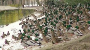 Утки - новая достопримечательность Петергофа