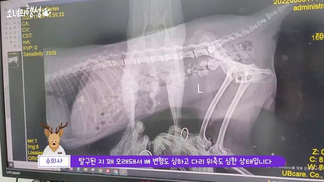 길 가다가 포메를 주웠습니다 смотреть онлайн