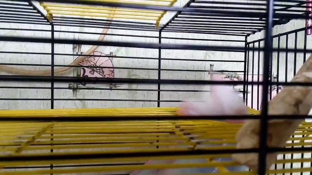 Большие щеки хомяка - Hamster big cheeks | Хомячуля: Secret Life Hamster - Pets