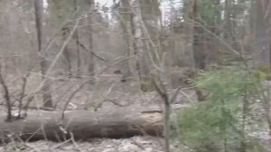 Сбор осиновой коры