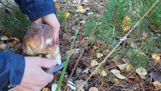 Грибы в морозное утро. mushroom