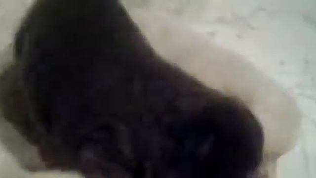 Мои щенята чау чау смотреть онлайн