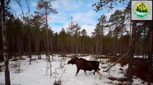 Заповедник "Кивач". Лось. Весна 2023 г.