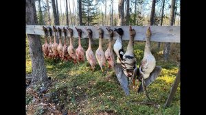 10 000 подписчиков. Поездка на север за гусем.