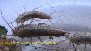 Опасна ли Чудо Чешуйница в Доме на Окне? Знаете?
