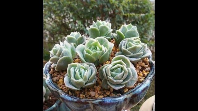 Beautiful Rose-shaped Succulents #7 смотреть онлайн