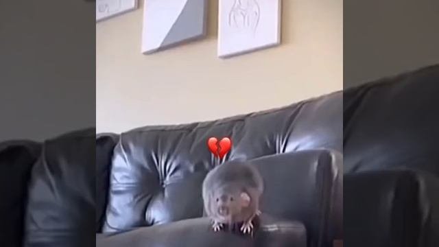 СМОТРИ И СМЕЙСЯ