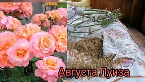 Обзор посылки из питомника Меховских rozavrn. ru. (осень 21).#розымеховских