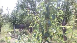 ГРУША, ЯБЛОНЯ, АЙВА, совместимы ли на одном подвое?