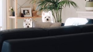 САМЫЕ ВЕСЕЛЫЕ СОБАКИ - ВЕСТ ХАЙЛЕНД ВАЙТ ТЕРЬЕР