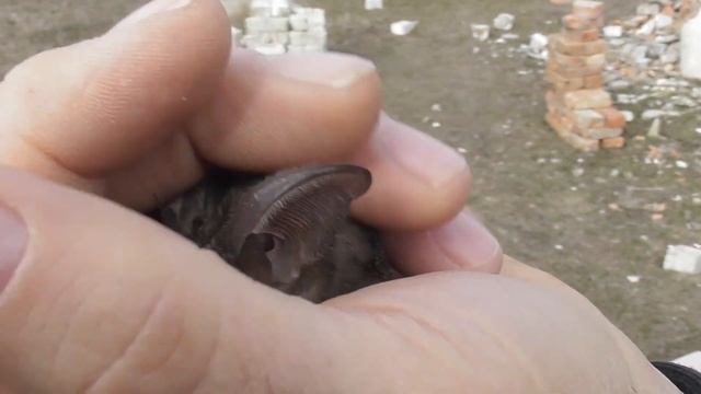 Случайно разбудили ЛЕТУЧУЮ МЫШЬ (Бурый Ушан) смотреть онлайн