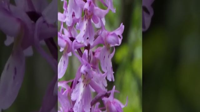 Общеукрепляющее. Обволакивающее. Противовоспалительное. Противоядие. Клубни салепа. Ятрышник мужско смотреть онлайн