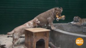 Лабрадор тигрятам - друг! И львенку тоже... Доброе утро. Фрагмент выпуска от 05.03.2022