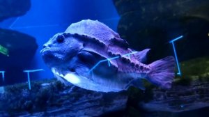 РЫБА ПИНАГОР. Выставка морских рыб в Центре "Дельфиния" Новосибирского зоопарка.